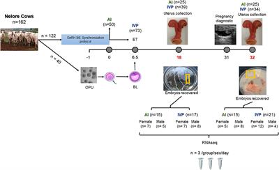 Male Embryos Produced in vitro Deviate From Their in vivo Counterparts in Placental Gene Expression on Day 32 of Pregnancy